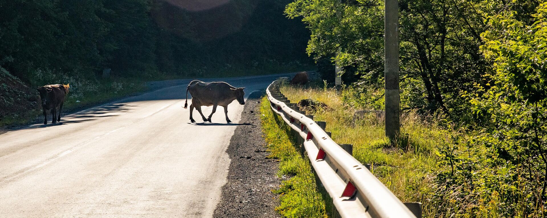 Корова на дороге - Sputnik Южная Осетия, 1920, 31.07.2023