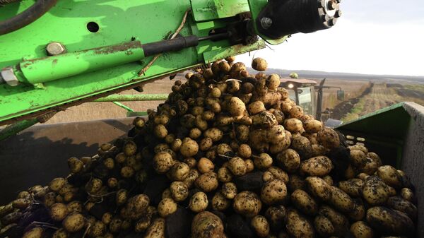 Сбор урожая картофеля - Sputnik Хуссар Ирыстон