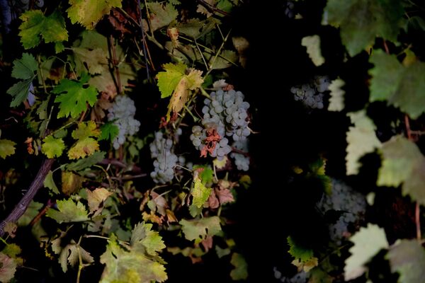Виноград растет почти в каждом доме Южной Осетии: из него делают терпкое вино и ароматные десерты. - Sputnik Южная Осетия