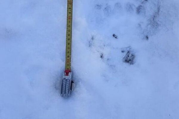 Следы медведя на снегу - Sputnik Южная Осетия