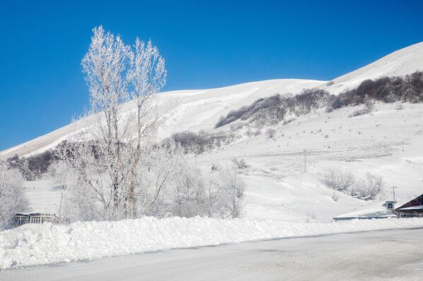 Окутанные снегом деревья - Sputnik Южная Осетия