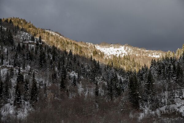 Особенно живописно выглядят хвойные деревья в снегу  - Sputnik Южная Осетия