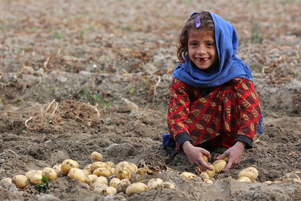 Афганская девочка во время сбора картофеля на поле в районе Бати-Кот в провинции Нангархар. - Sputnik Южная Осетия