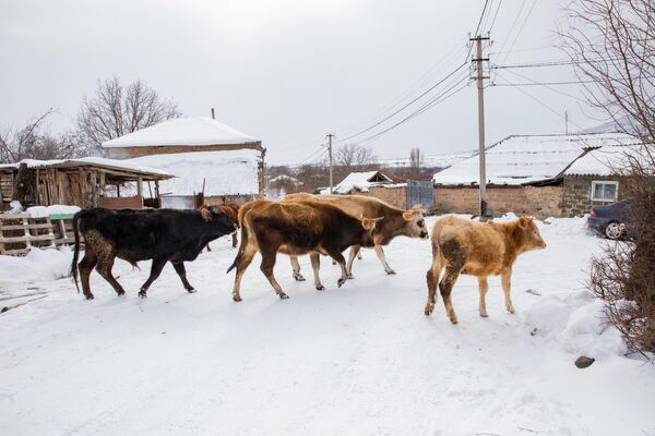 Зима в Дменисе - Sputnik Южная Осетия
