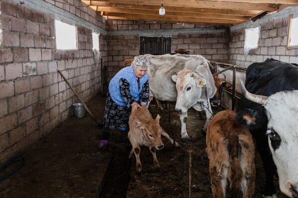 За домашним скотом нужен постоянный уход - Sputnik Южная Осетия