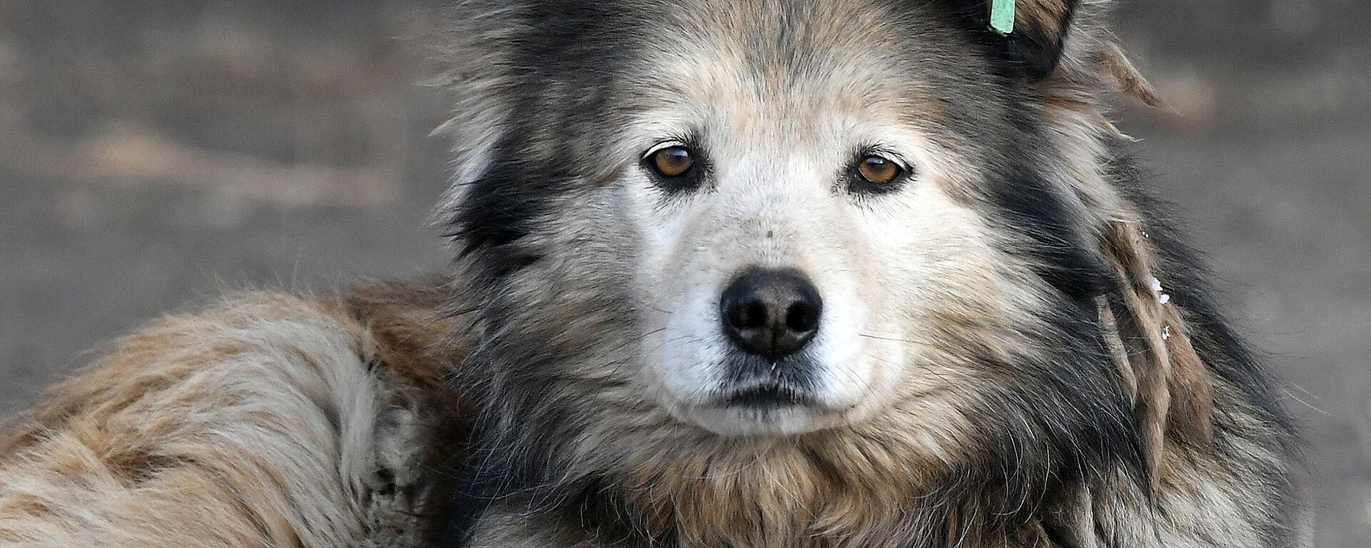 Бездомные собаки в Красноярском крае - Sputnik Южная Осетия, 1920, 18.07.2025