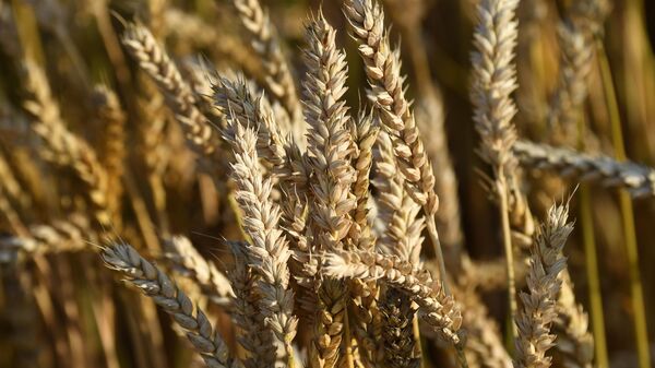 Уборка урожая пшеницы в Красноярском крае - Sputnik Южная Осетия