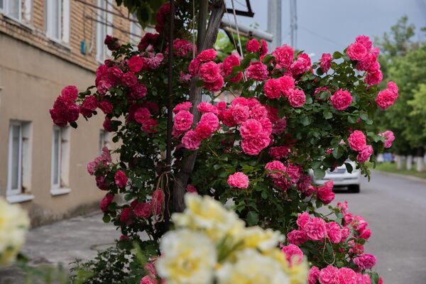 Розы на улицах Цхинвала - Sputnik Южная Осетия