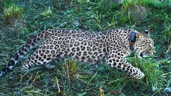 Самку переднеазиатского леопарда выпустили на волю в Кавказском заповеднике
 - Sputnik Южная Осетия