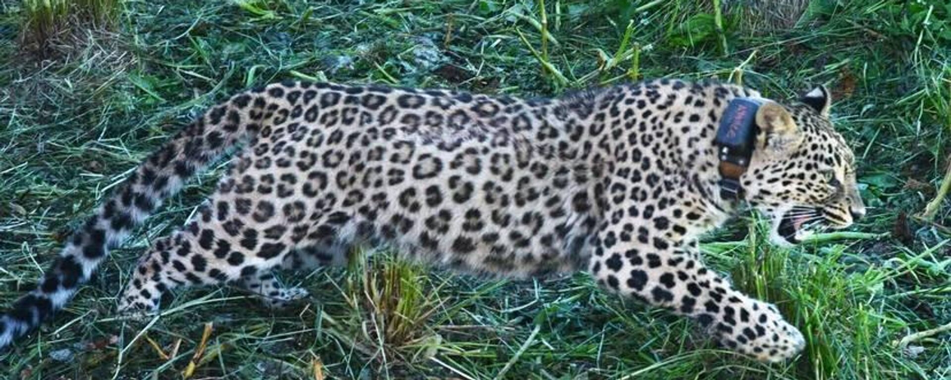 Самку переднеазиатского леопарда выпустили на волю в Кавказском заповеднике
 - Sputnik Южная Осетия, 1920, 14.07.2023