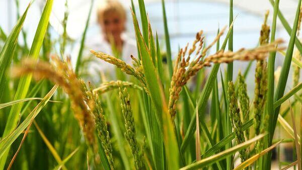 Возник риск повышения цен: экономист о запрете вывоза риса из России - Sputnik Южная Осетия