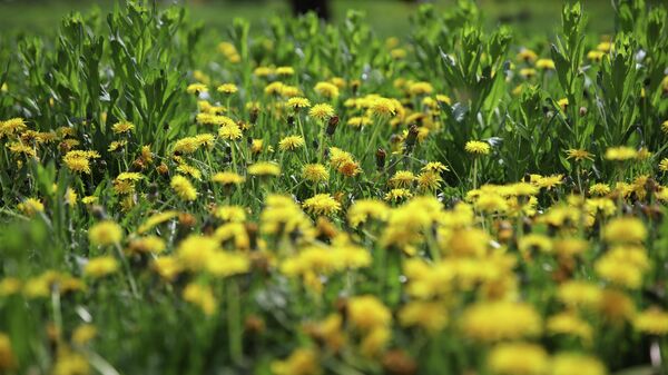 Поляна с цветущими травами. Архивное фото  - Sputnik Южная Осетия