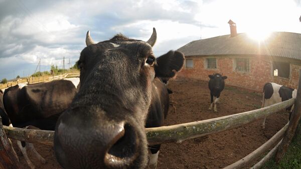 Коровы на ферме. Архивное фото  - Sputnik Южная Осетия