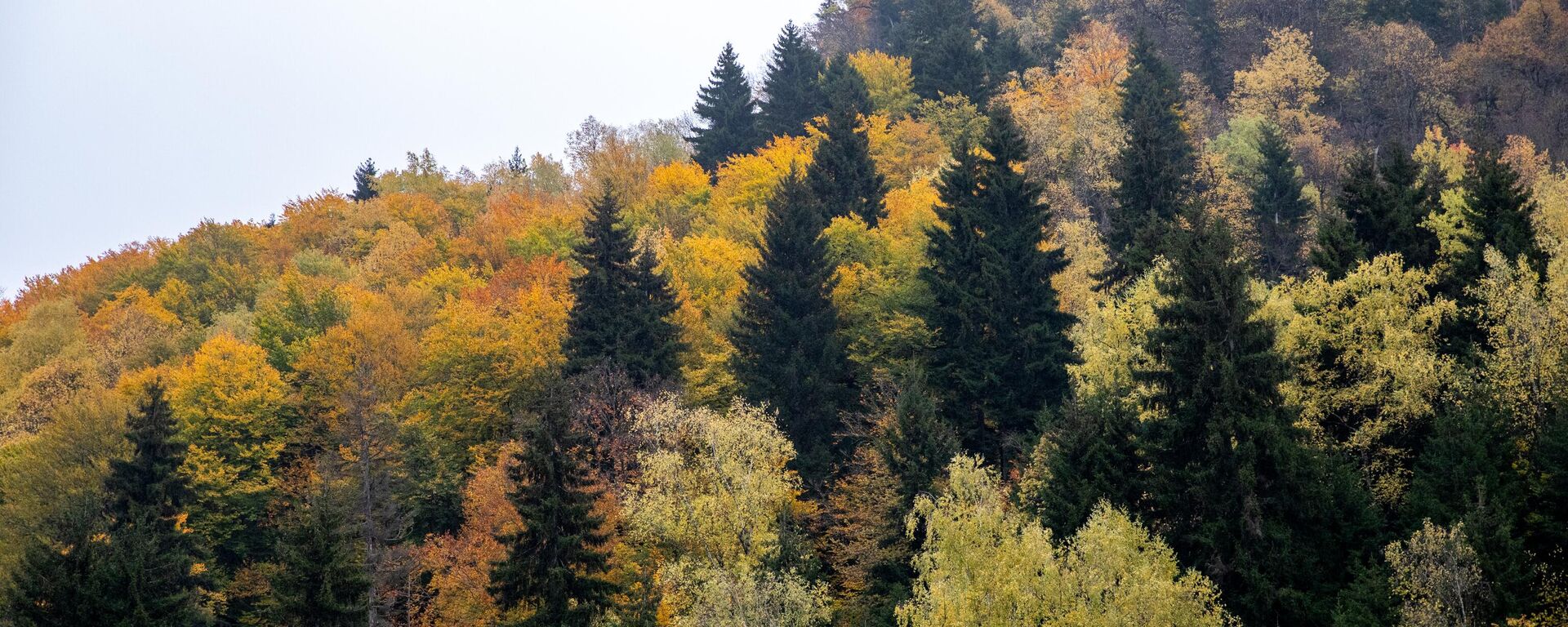 Осень в Южной Осетии - Sputnik Южная Осетия, 1920, 19.09.2025