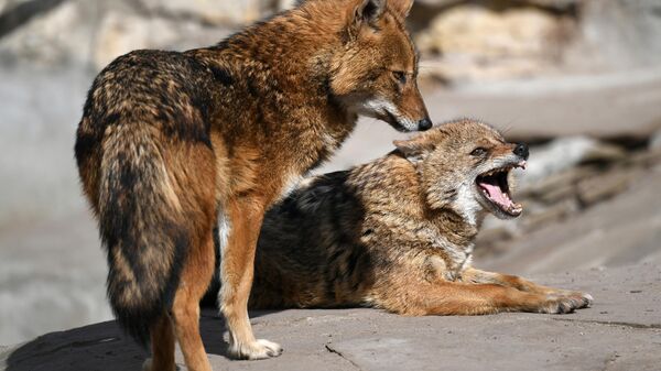 Шакалы. Архивное фото  - Sputnik Южная Осетия