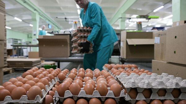 Производство куриных яиц в Новосибирской области - Sputnik Южная Осетия