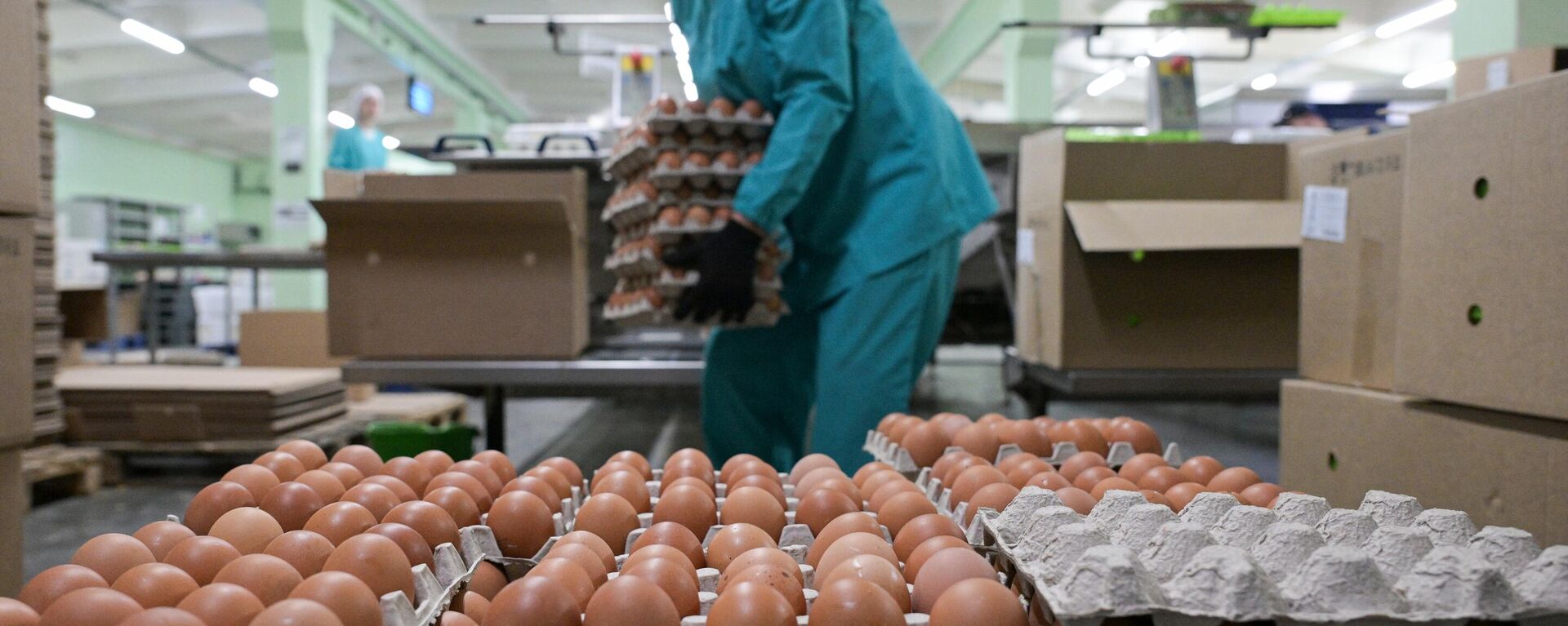 Производство куриных яиц в Новосибирской области - Sputnik Южная Осетия, 1920, 16.01.2024