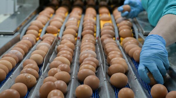 Производство куриных яиц в Новосибирской области. Архивное фото - Sputnik Южная Осетия