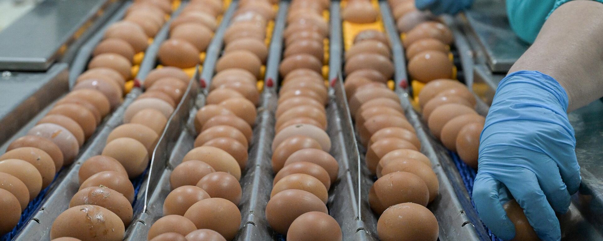 Производство куриных яиц в Новосибирской области. Архивное фото - Sputnik Южная Осетия, 1920, 14.12.2023