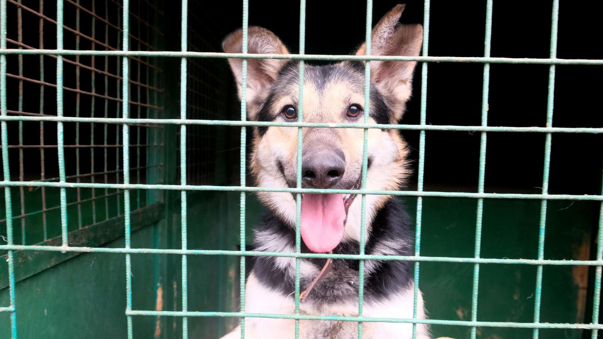 Лучшие друзья приют для животных. Лучшие друзья приют для животных. Ставрополь собачий приют. Собачий приют рязань чкалова. Рязань приюты для животных рязань.