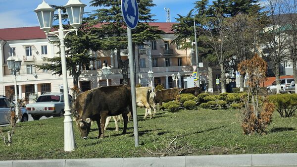 Крупный рогатый скот в городских зонах отдыха  - Sputnik Южная Осетия