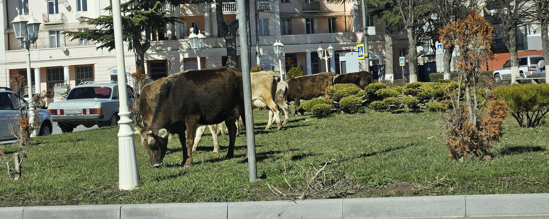 Крупный рогатый скот в городских зонах отдыха  - Sputnik Южная Осетия, 1920, 01.04.2024