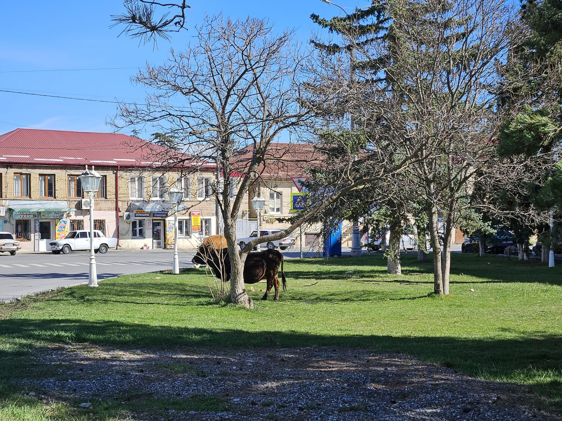 Крупный рогатый скот в городских зонах отдыха  - Sputnik Южная Осетия, 1920, 01.04.2024