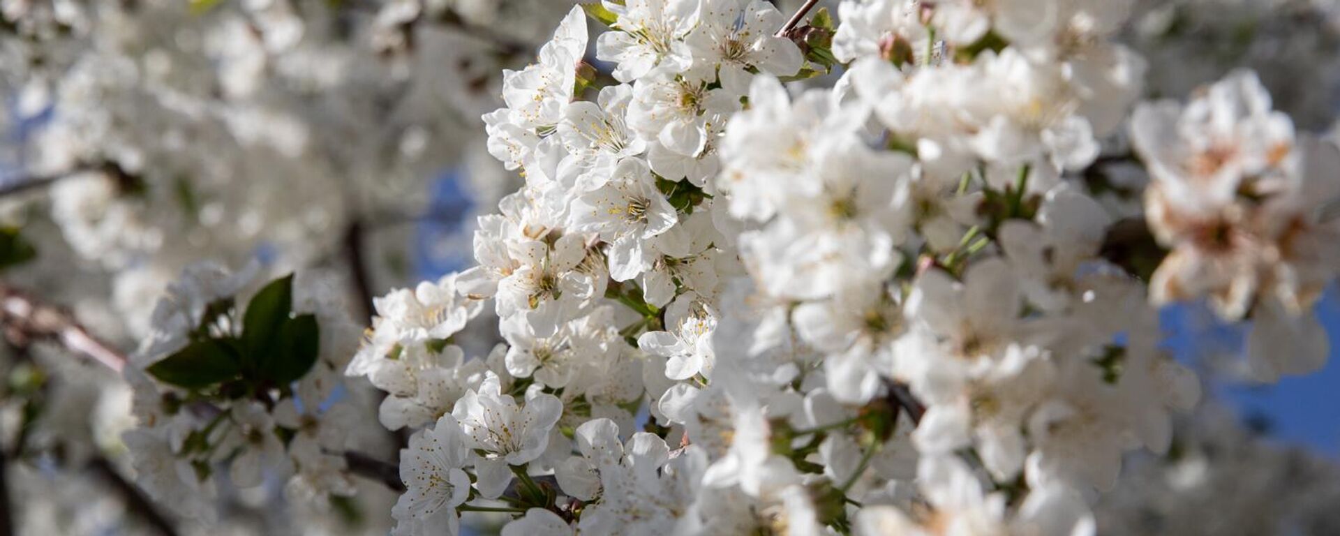 Весна в Цхинвале - Sputnik Южная Осетия, 1920, 04.04.2026