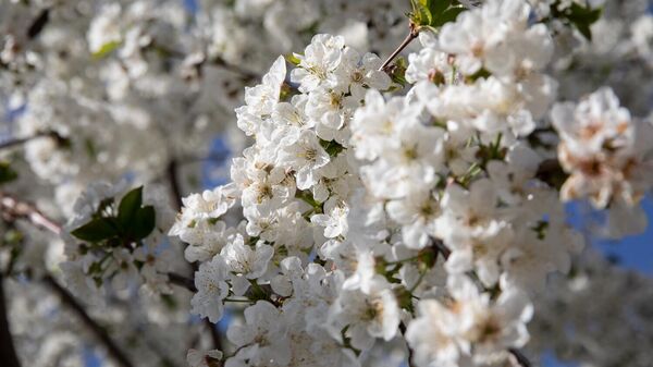 Весна в Цхинвале - Sputnik Южная Осетия