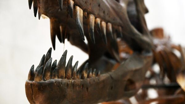 Скелет динозавра в Палеонтологическом музее. Архивное фото  - Sputnik Южная Осетия