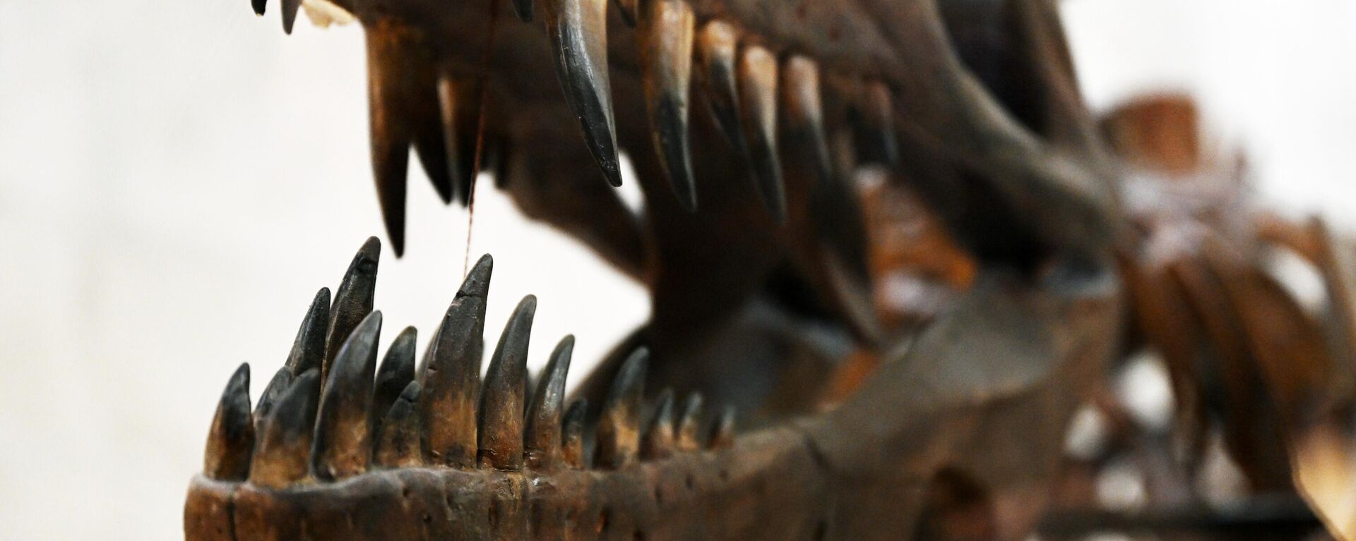 Скелет динозавра в Палеонтологическом музее. Архивное фото  - Sputnik Южная Осетия, 1920, 17.05.2024