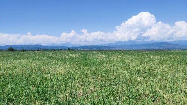 Свыше 250 фермерских хозяйств Южной Осетии пострадали от града - Sputnik Южная Осетия