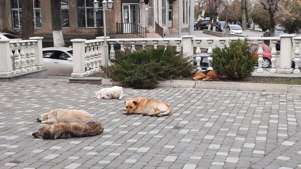 Бездомные собаки на улицах Цхинвала - Sputnik Южная Осетия