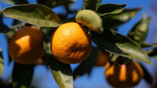 Сбор мандаринов в Абхазии - Sputnik Южная Осетия