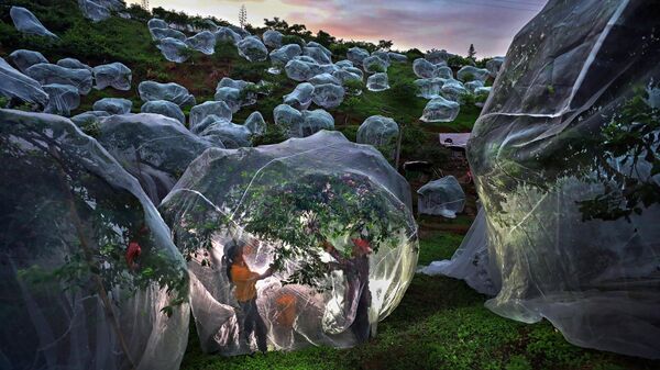 Работа Фруктовые деревья под тентами китайского фотографа Мэндань Чжу. Моя планета, одиночные  - Sputnik Южная Осетия