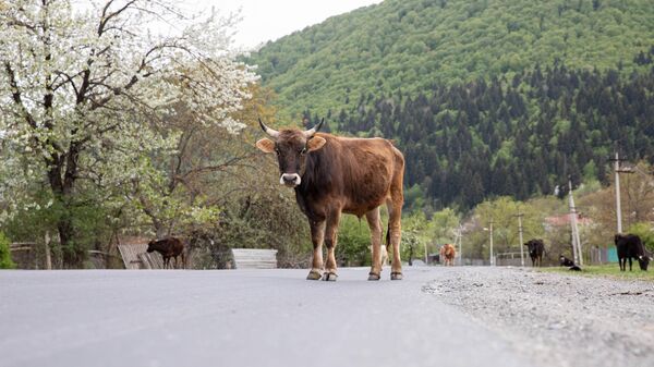 Бык - Sputnik Южная Осетия