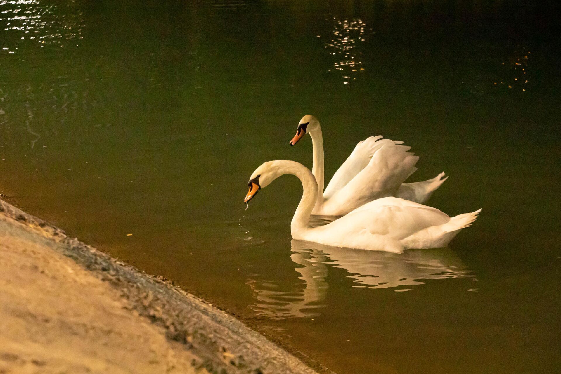 Лебеди в парковом пруду - Sputnik Южная Осетия, 1920, 24.10.2025