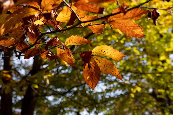 Осенний лес Осенний лес - Sputnik Южная Осетия