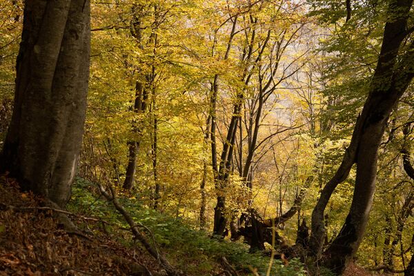 Осенний лес Осенний лес - Sputnik Южная Осетия