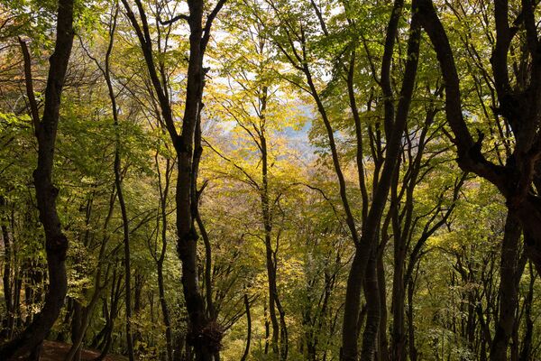 Осенний лес Осенний лес - Sputnik Южная Осетия