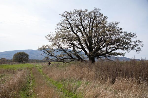 Дерево в поле Дерево в поле - Sputnik Южная Осетия
