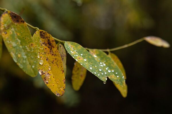 Осень в Южной Осетии Осень в Южной Осетии - Sputnik Южная Осетия