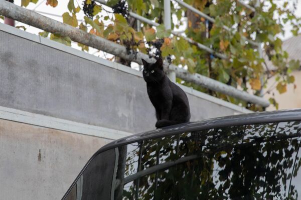 Кот Кот - Sputnik Южная Осетия