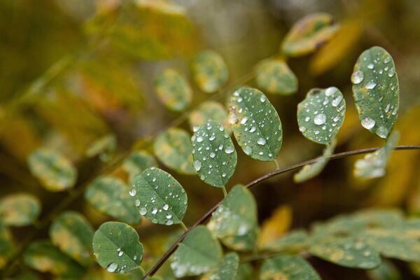 Осень в Южной Осетии Осень в Южной Осетии - Sputnik Южная Осетия