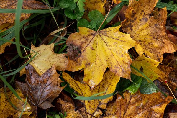 Осенняя листва Осенняя листва - Sputnik Южная Осетия