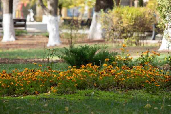 Осенний парк в Южной Осетии Осенний парк в Южной Осетии - Sputnik Южная Осетия