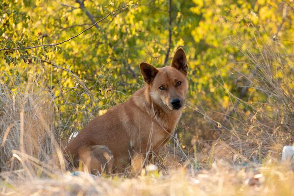 Осень в Южной Осетии Осень в Южной Осетии - Sputnik Южная Осетия