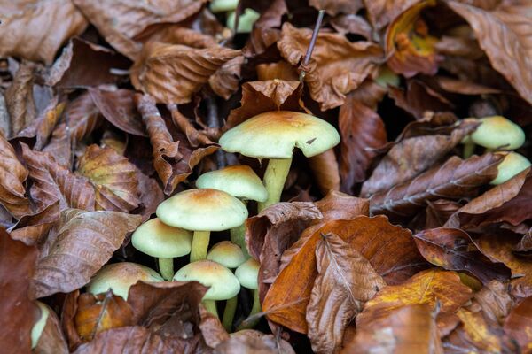 Осенний лес Осенний лес - Sputnik Южная Осетия