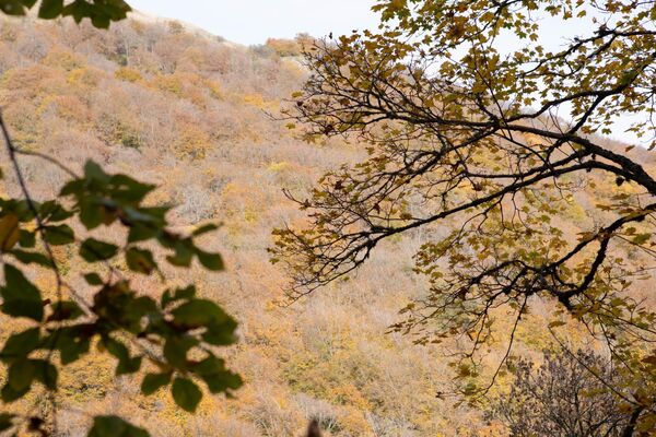 Осенний лес Осенний лес - Sputnik Южная Осетия