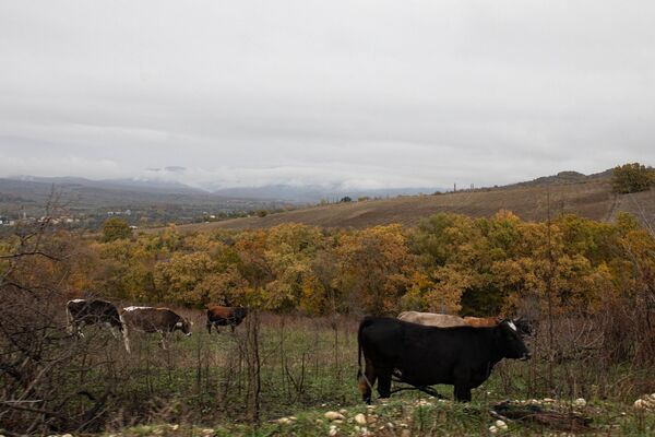 Пастбище Пастбище - Sputnik Южная Осетия